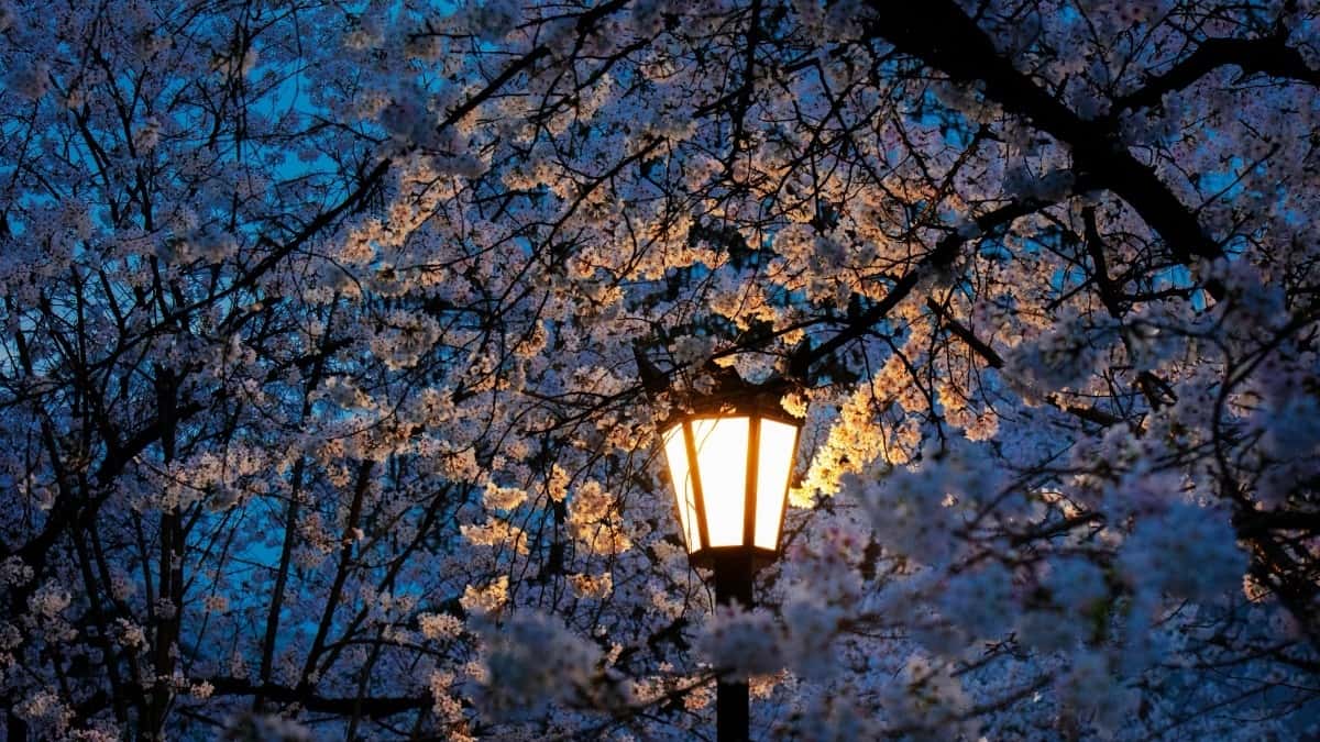 تعرفه کامل تبلیغات سوروش ۲۰۲۵ در بازار ونزوئلا برای ایران