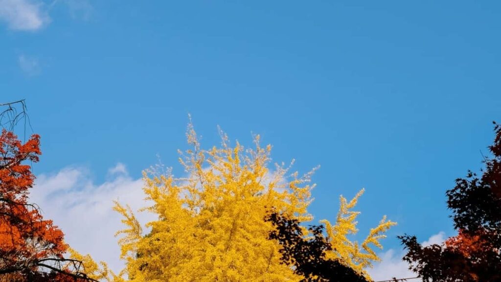 تعرفه تبلیغات واتساپ در سوریه ۲۰۲۵ برای بازار ایران