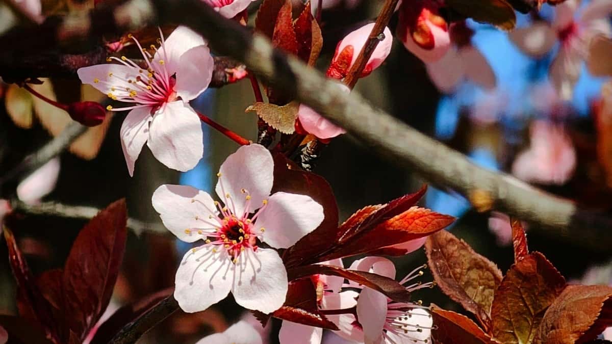 تبلیغات اسپانسری در چینگاری: راهی تازه برای برندهای کلمبیا در ایران