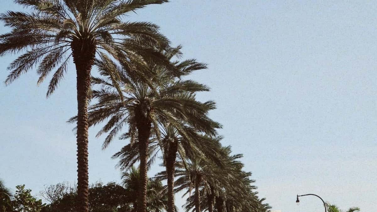 راه\u200cکارهای دسترسی به برندهای ساحل عاج در Douyin برای ویدیوهای آنباکسینگ