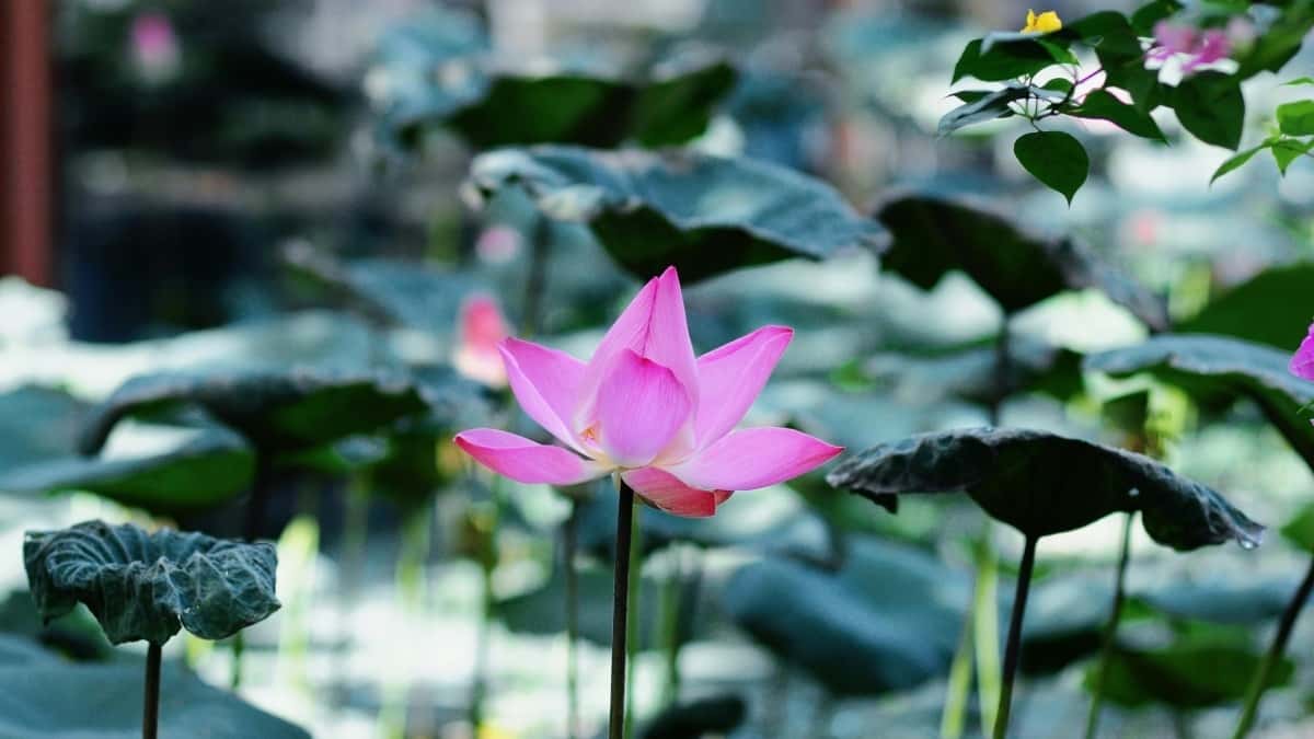 چطور تو ایران به برندهای مونته\u200cنگرو تو فیسبوک دسترسی داشته باشیم و کالاهای خاص رو معرفی کنیم؟