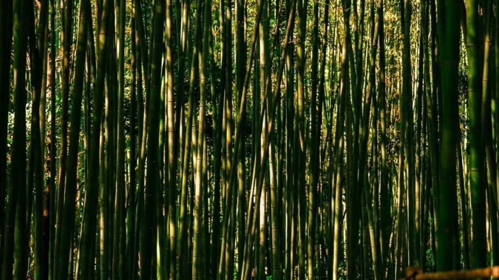 : Douyin .