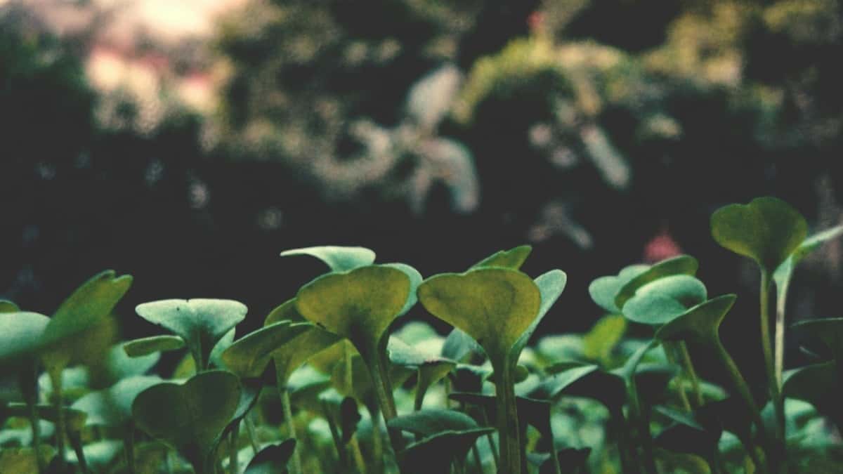 تبلیغ\u200cدهندگان ایران: پیدا کردن کریتورهای مالتای Bilibili برای تست محصول