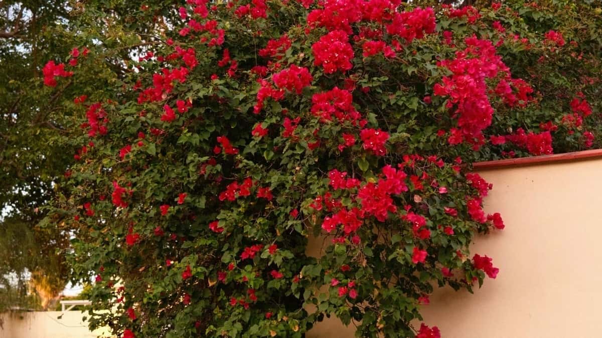 تبلیغ\u200cچی\u200cهای تلگرام تونس برای حراج فصلی: راهنمای عملی برای تبلیغ\u200cدهنده\u200cها