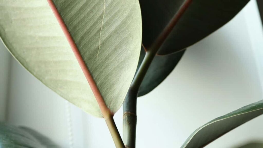 Bilibili product seeding .